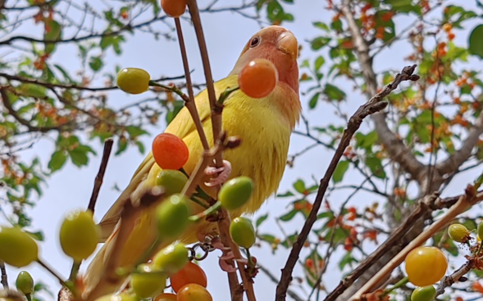 带小鸡去摘樱桃