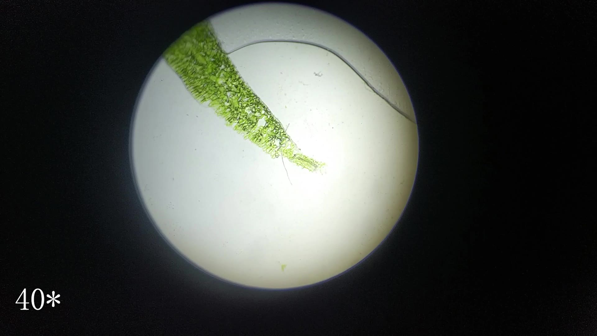 显微镜观察菠菜叶切片和气孔