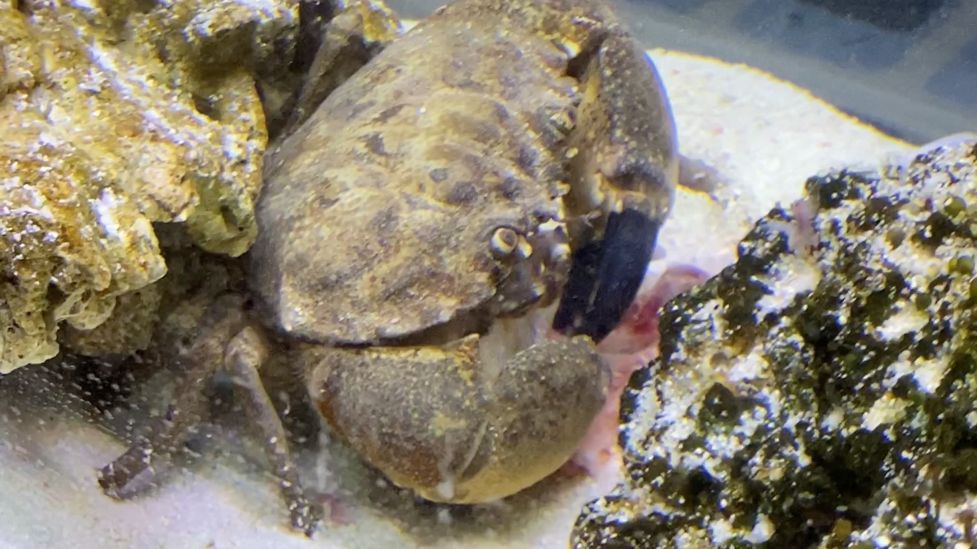 肉哲蟹举起了沙包大的拳头来吃鱼