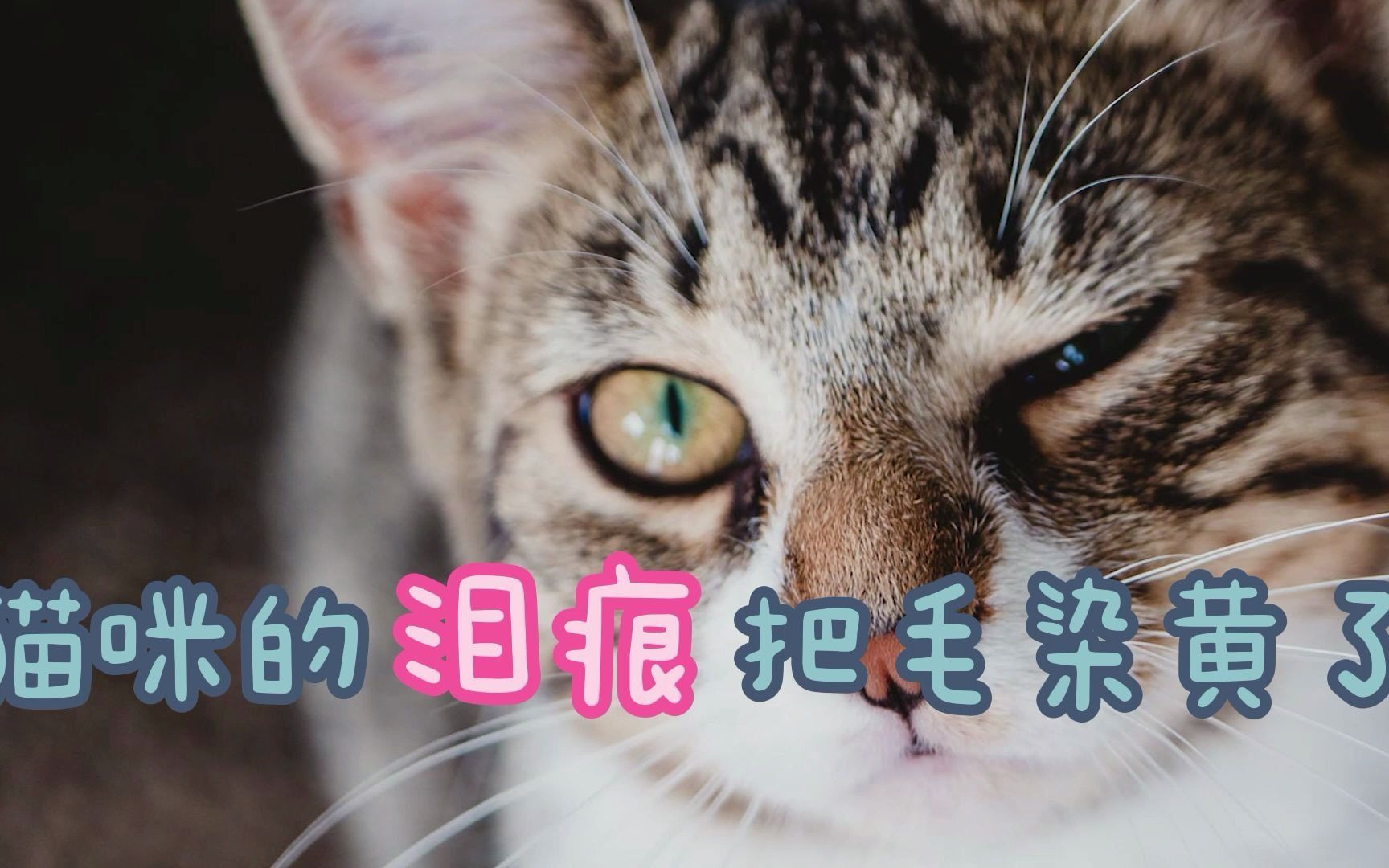 [图]猫咪的泪痕把毛染黄了