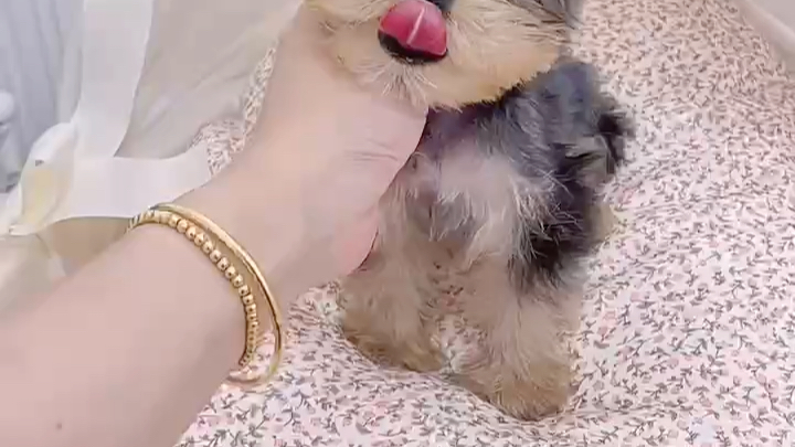 北京犬舍哪里有纯种白色的约克夏幼犬