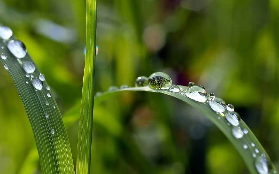 聊齋志異:露水姻緣