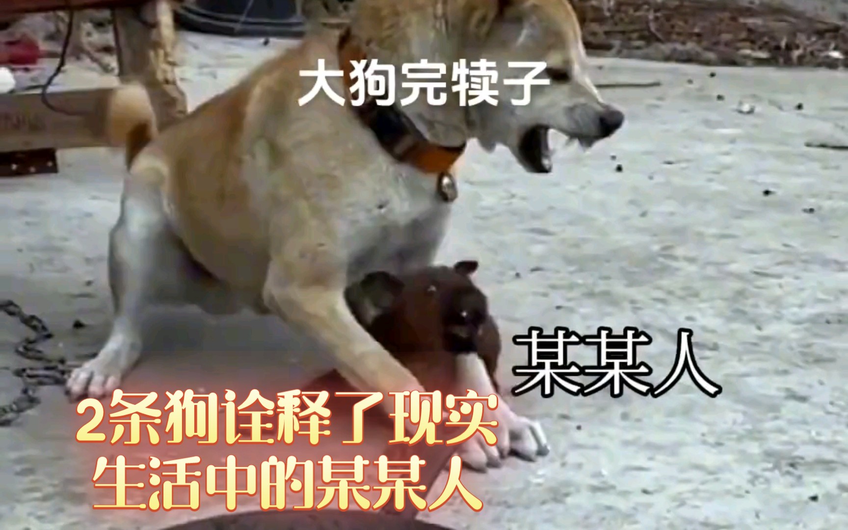 像极了现实中某某人的大狗和小狗,诠释了什么叫动口不动手