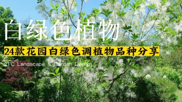 24款花园白绿色调植物品种分享 | 花园植物哔哩哔哩bilibili