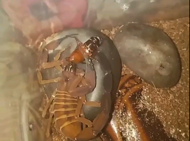 【转载】巨人棒尾蝎(babycurus gigas)接食