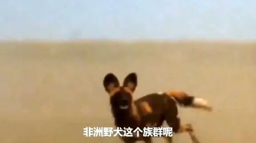 野狗试图结束角马的生命-野狗与水牛、疣猪、角马的大战！