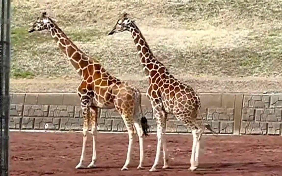 长颈鹿交配生孩子 Rare video of giraffe Mating and Breeding  Giraffe Giving Birth哔哩哔哩bilibili