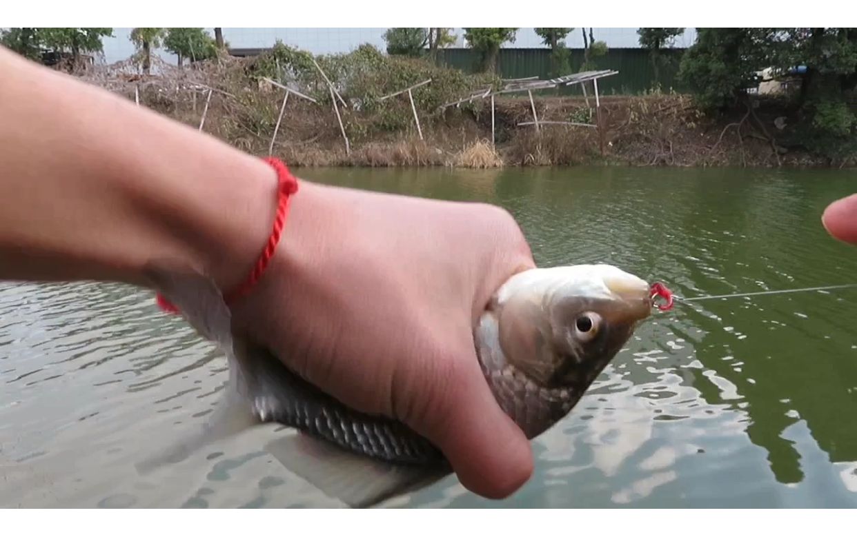 冬季这种天气最好钓鱼了用红虫钓跑铅鲫鱼连杆吃口清晰