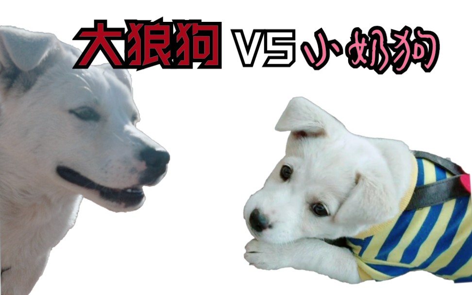 小奶狗vs大狼狗