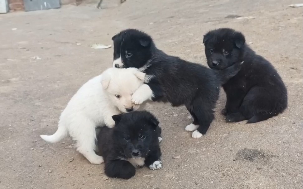 被一群小奶狗围着太幸福了吧