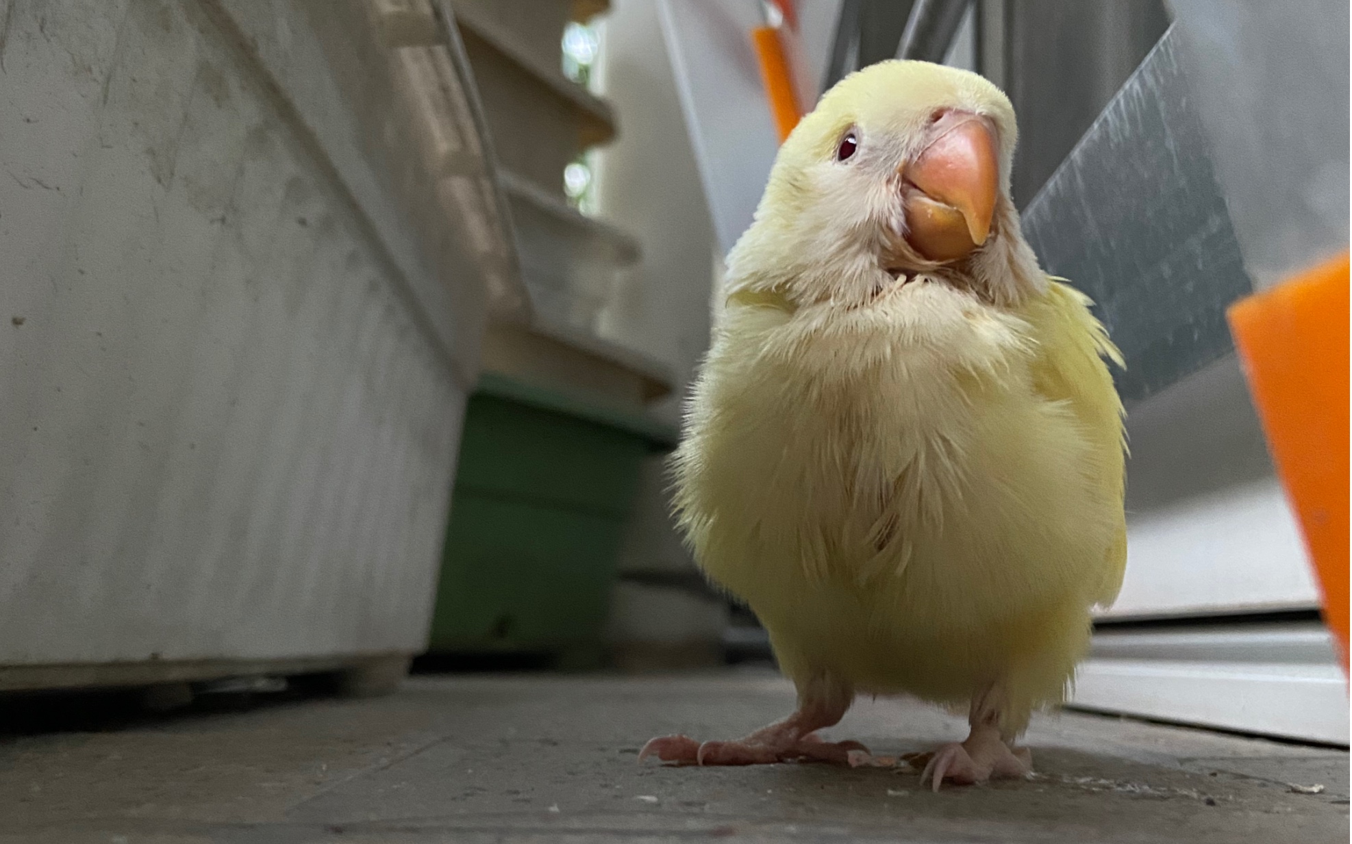 小黄鸡美颜暴击[微笑]