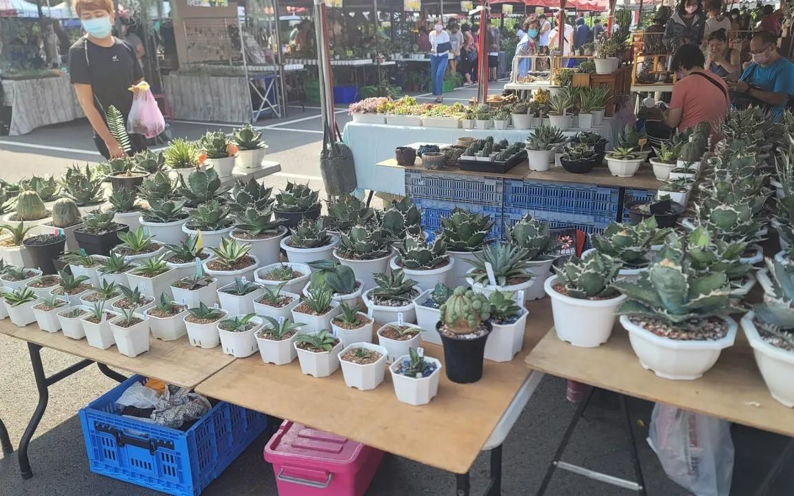 慢植生活植物市集(龙舌兰篇),Yunlin Plants market(Agave)哔哩哔哩bilibili