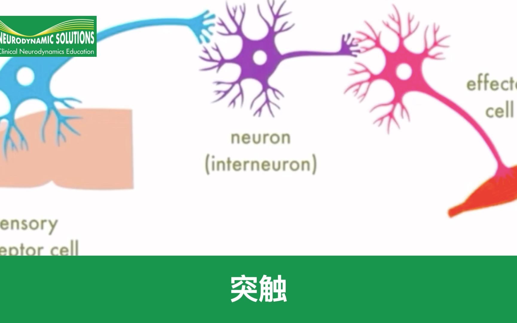 突触是什么?哔哩哔哩bilibili