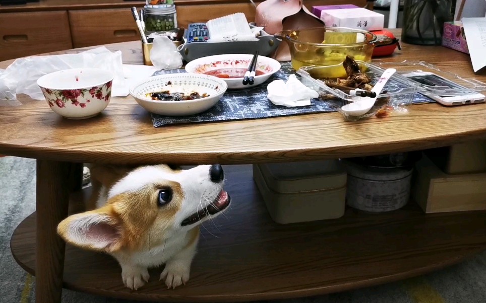 【柯基】桃太郎的日常～假裝自己能吃到飯菜