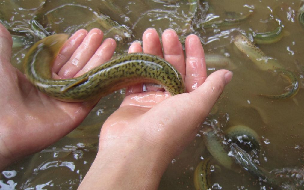 荷花池的大泥鳅,搞的手忙脚乱,抓不过来