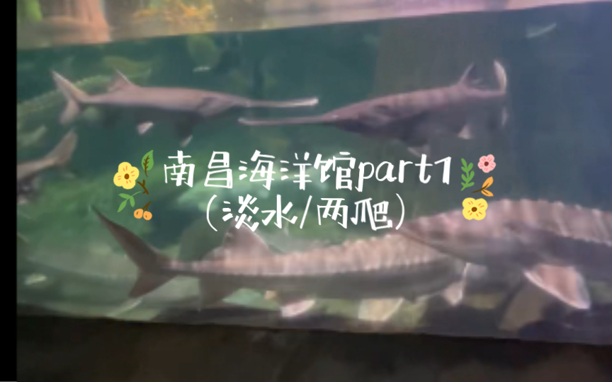 资沉游:南昌海洋馆part1(淡水鱼&两栖爬行)哔哩哔哩bilibili