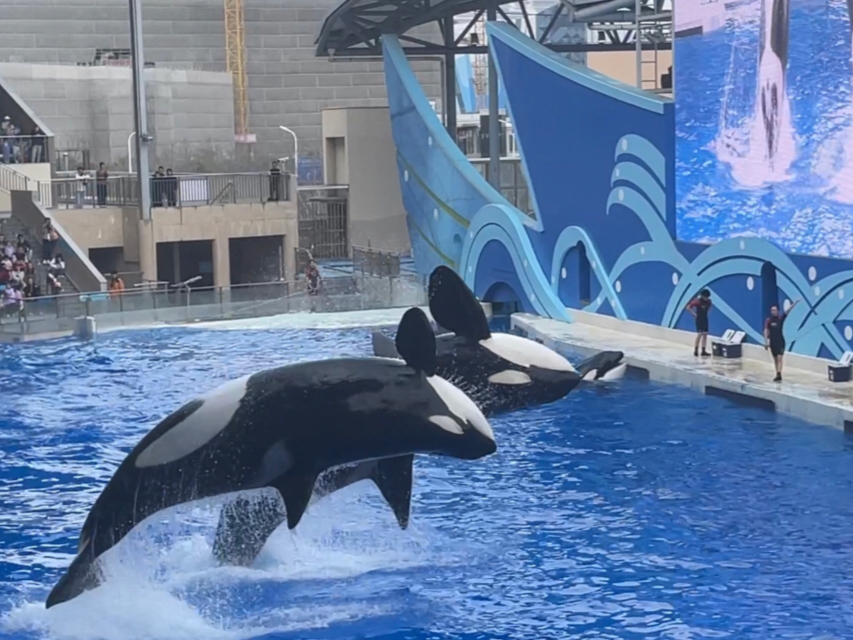 上海海昌海洋公园 | 虎鲸会觉得人类吵闹吗