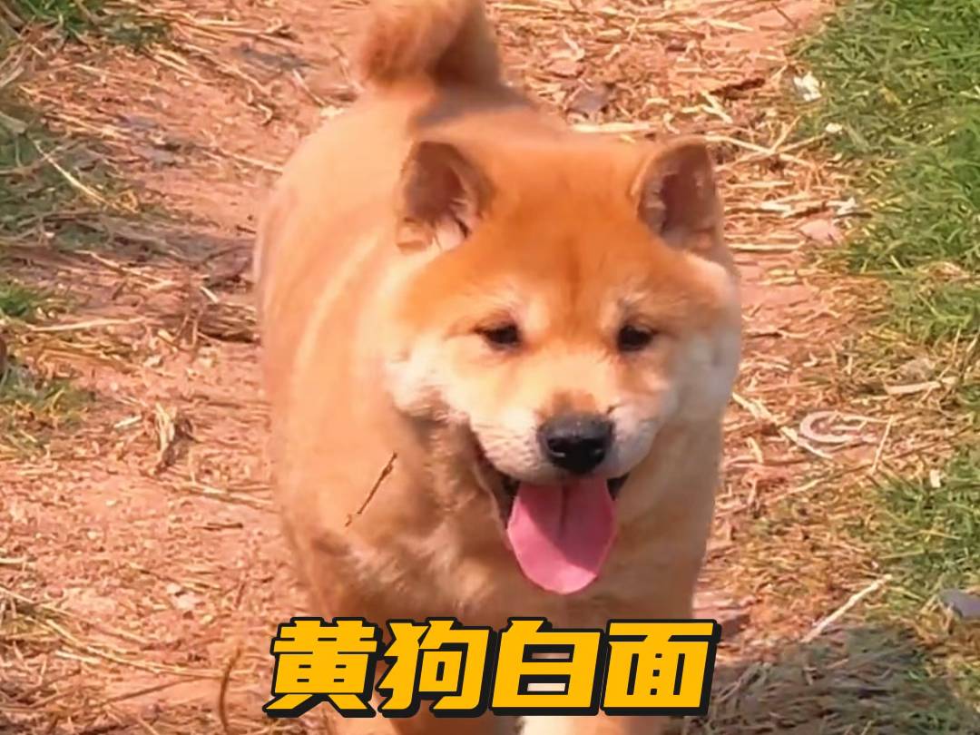 中华田园犬的优点和特点哔哩哔哩bilibili