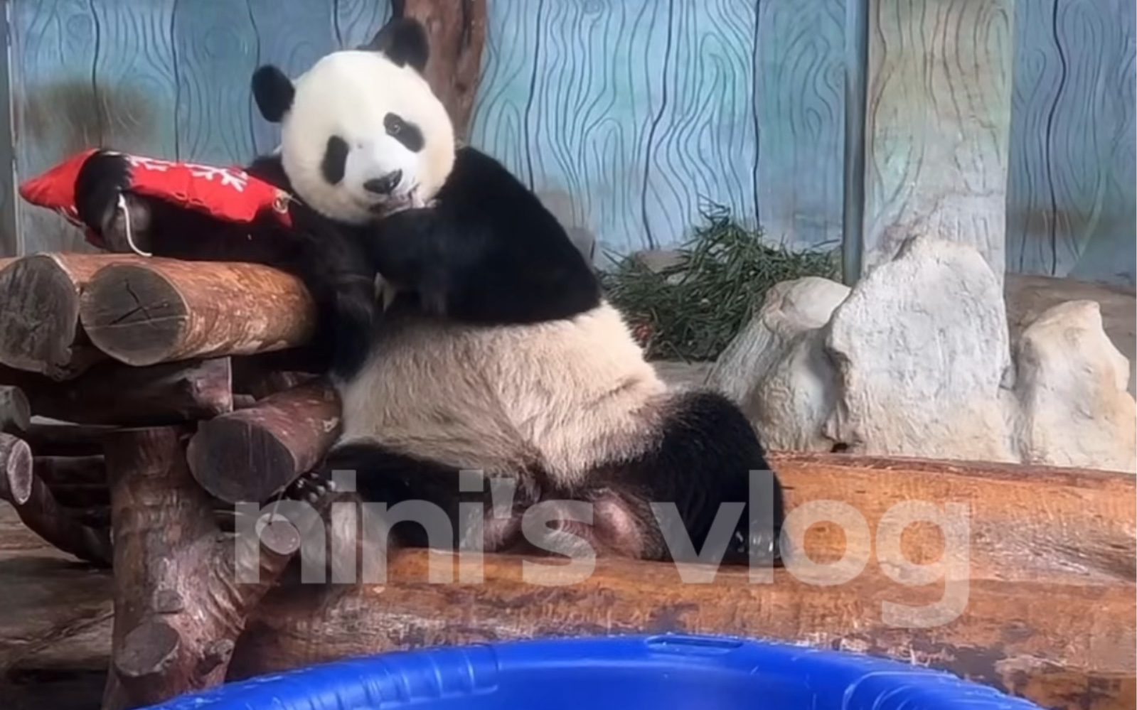 大熊猫娜娜6胎8仔其中4个孩子一直被搞错性别为了不被工作人员搞错