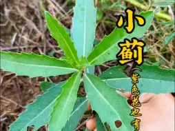 Tải video: 小蓟别名刺菜，我们当地叫它七七芽，你那里叫它什么名字呢？就是这很普通的野草也很厉害，野草认识会用都是宝！#三农 #植物科普 #小蓟