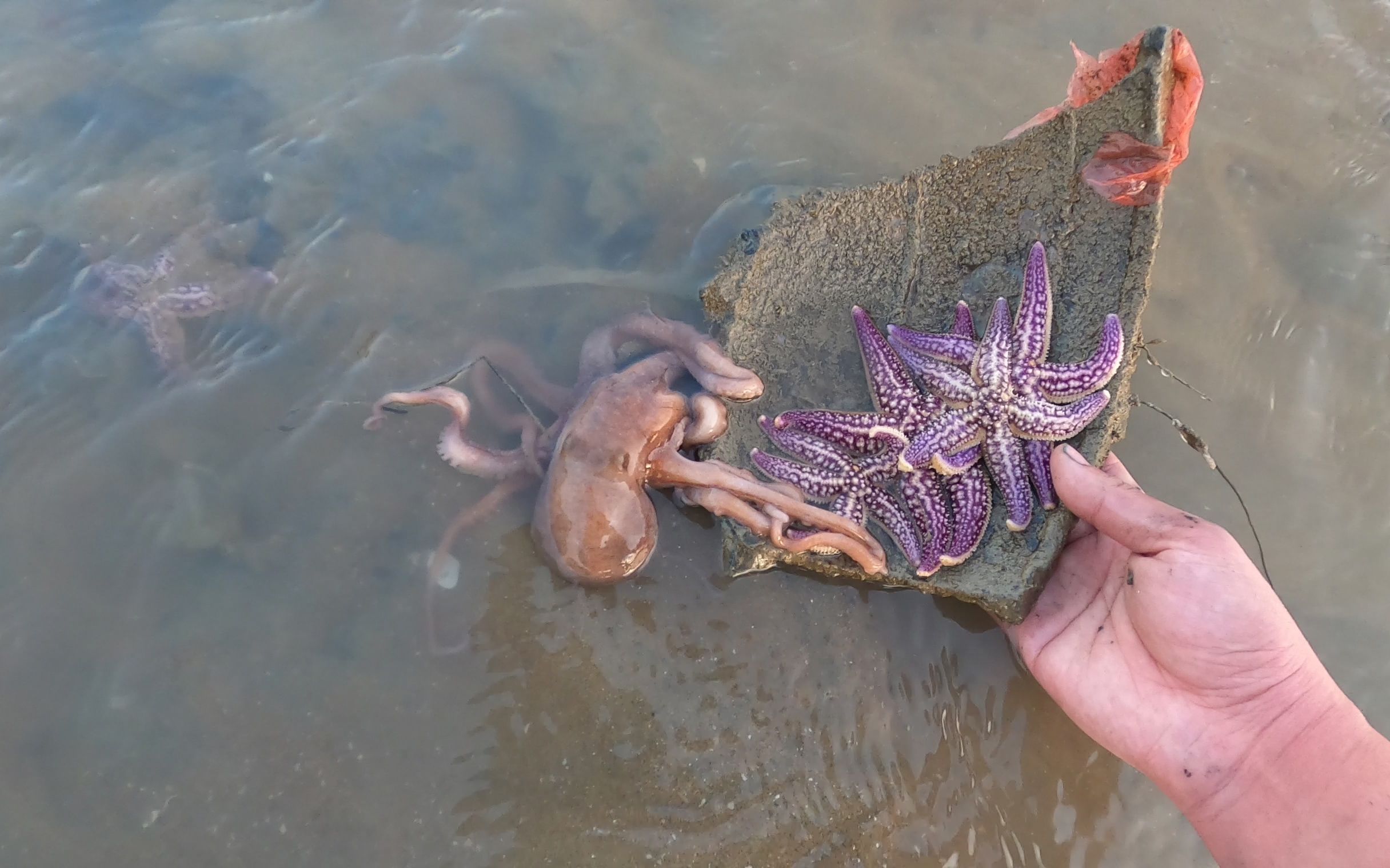 小斗赶海时随手一翻,底下发现一窝海星和一只大章鱼,运气真好!