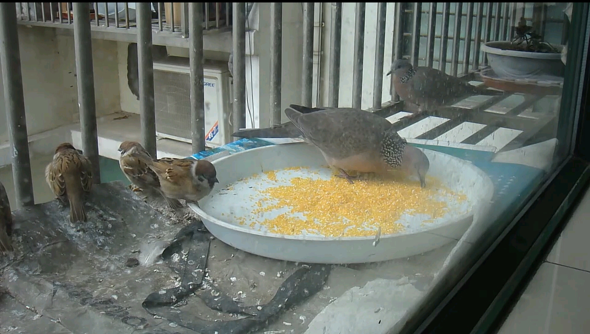 大圆鸠与麻雀一起吃米