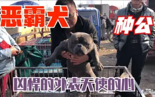 Download Video: 朋友的恶霸犬种公，凶悍的外表天使的心，丑萌的可爱带大家欣赏下