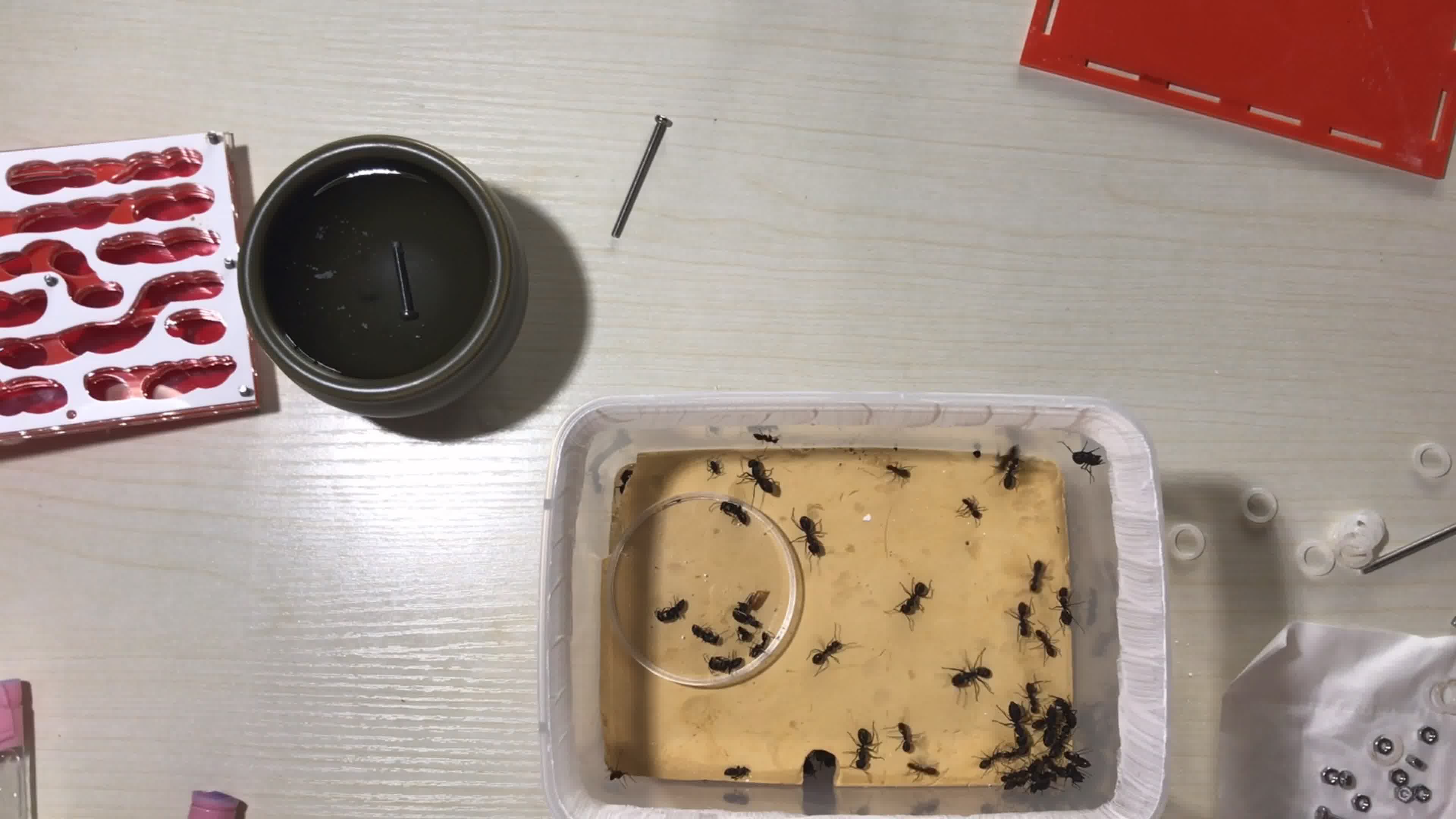 日本弓背蚁换巢记