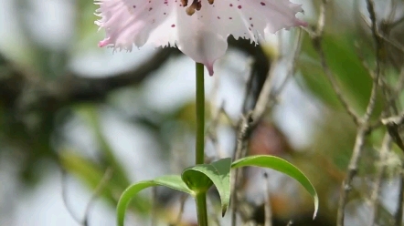 [图]人生能有多少夏天留给我们去寻找植物？