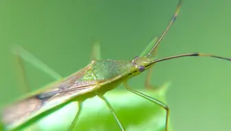猎蝽 亚马逊食蜂猎蝽 Agrocoris Flavipes 哔哩哔哩 Bilibili