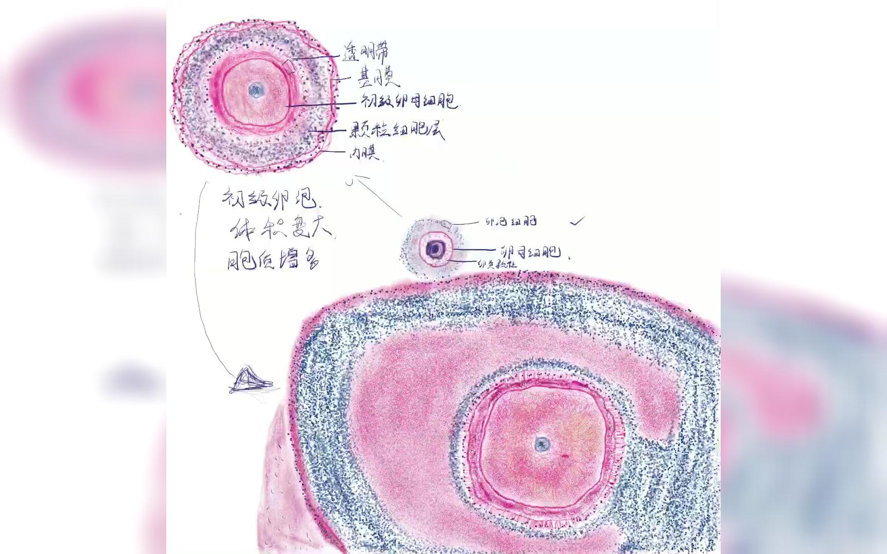 初级卵母细胞手绘图图片