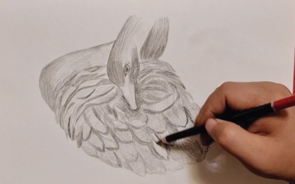 练习动物素描之黑天鹅