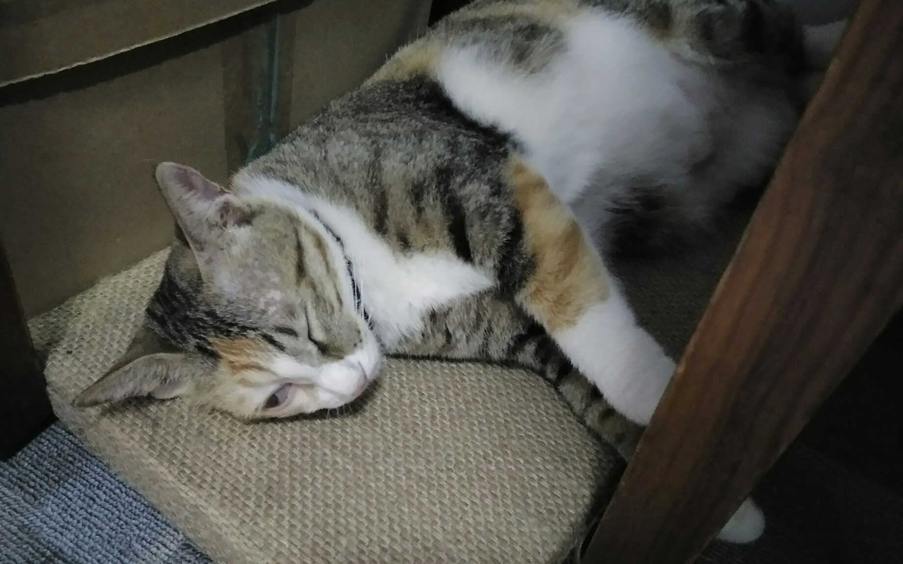 【狸花 橘猪】这只猪睡着的样子可真像个猫