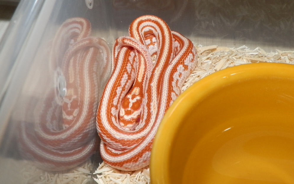 【玉米蛇】新来的小蛇蛇称体重啦!