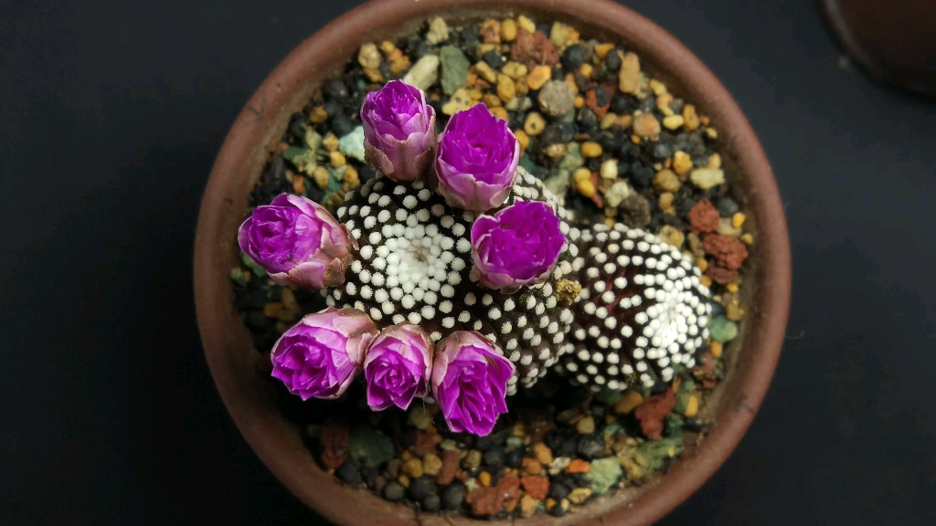 松针牡丹开花了[喜欢]#仙人球##松针牡