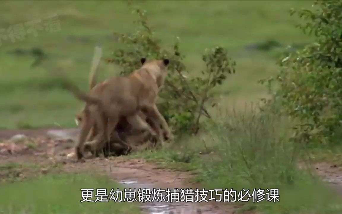 [图]单挑鬣狗暴打雄狮，为救幼崽挑战整个狮群，这才是真正的百兽之王