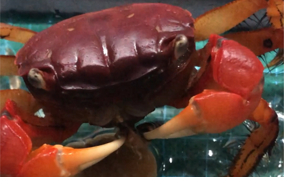 中型仿相手蟹 速擒 蟋蟀与杜比亚