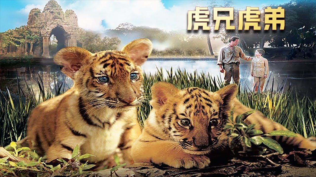 人类的贪婪老虎买单,一部治愈系的冒险电影,看完心情会变好!