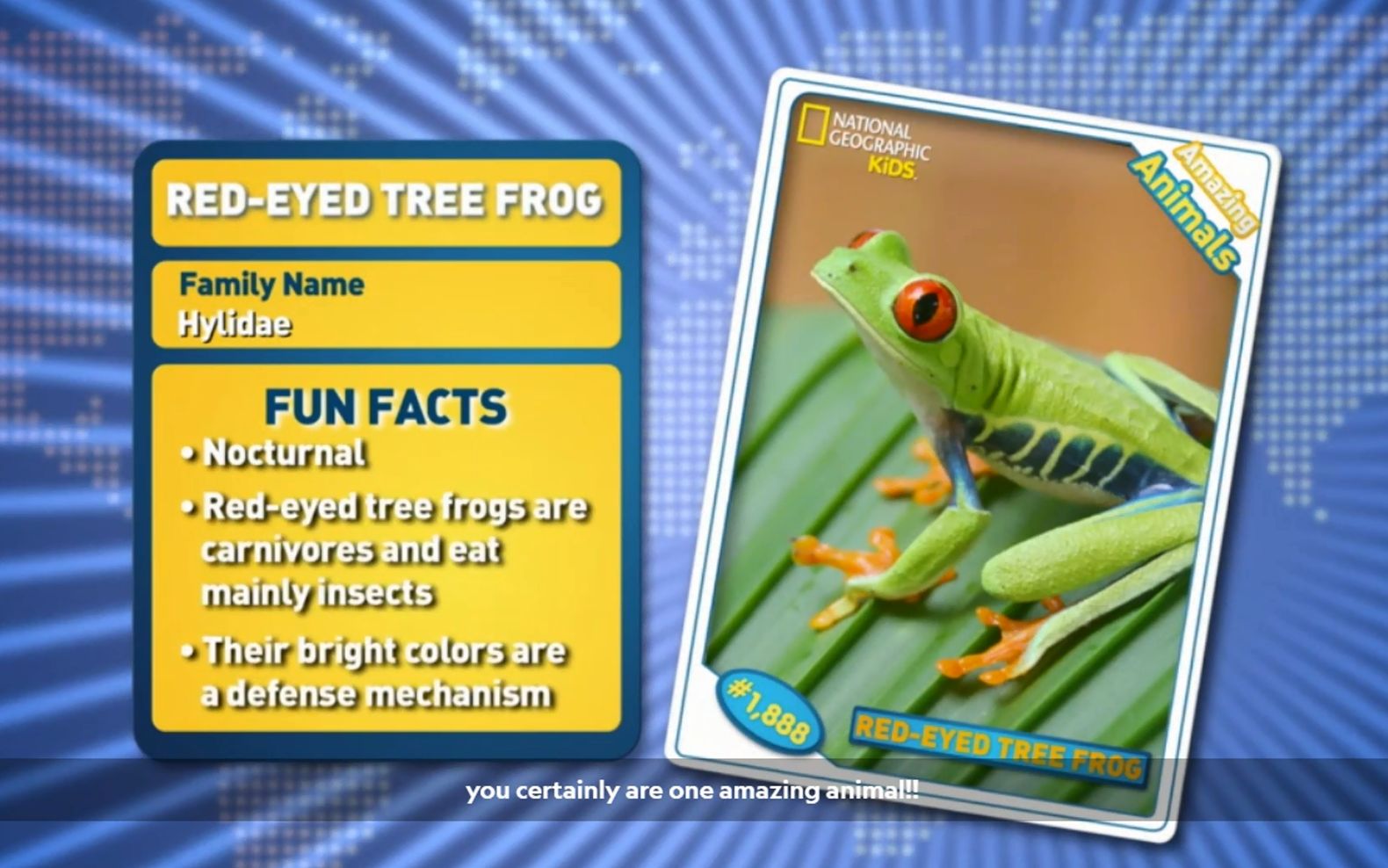 [图]Red-eyed Tree Frog -Amazing Animals 神奇的动物