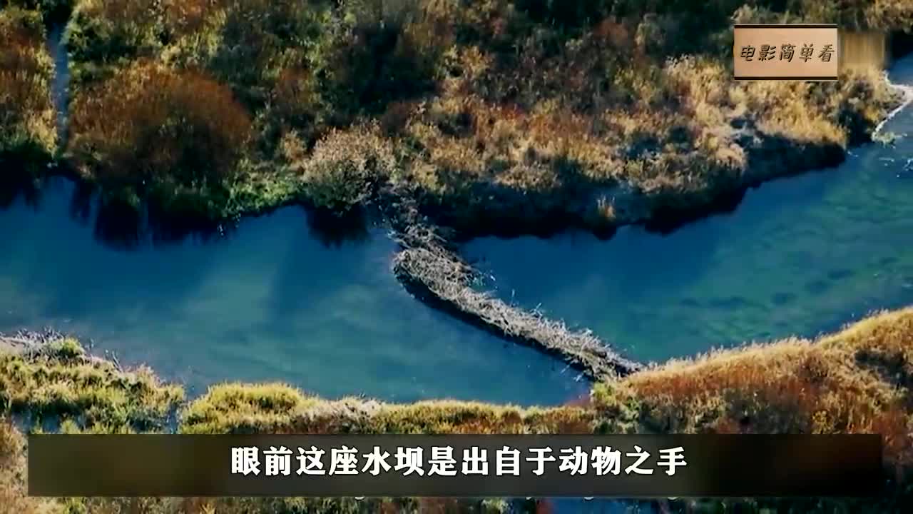河狸建造的水坝,长度达到850米,在太空都能看到