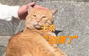 Download Video: 泰山网红橘猫悠闲晒太阳 游客看见都忍不住摸一把 猫猫：讨厌没有边界感的人类