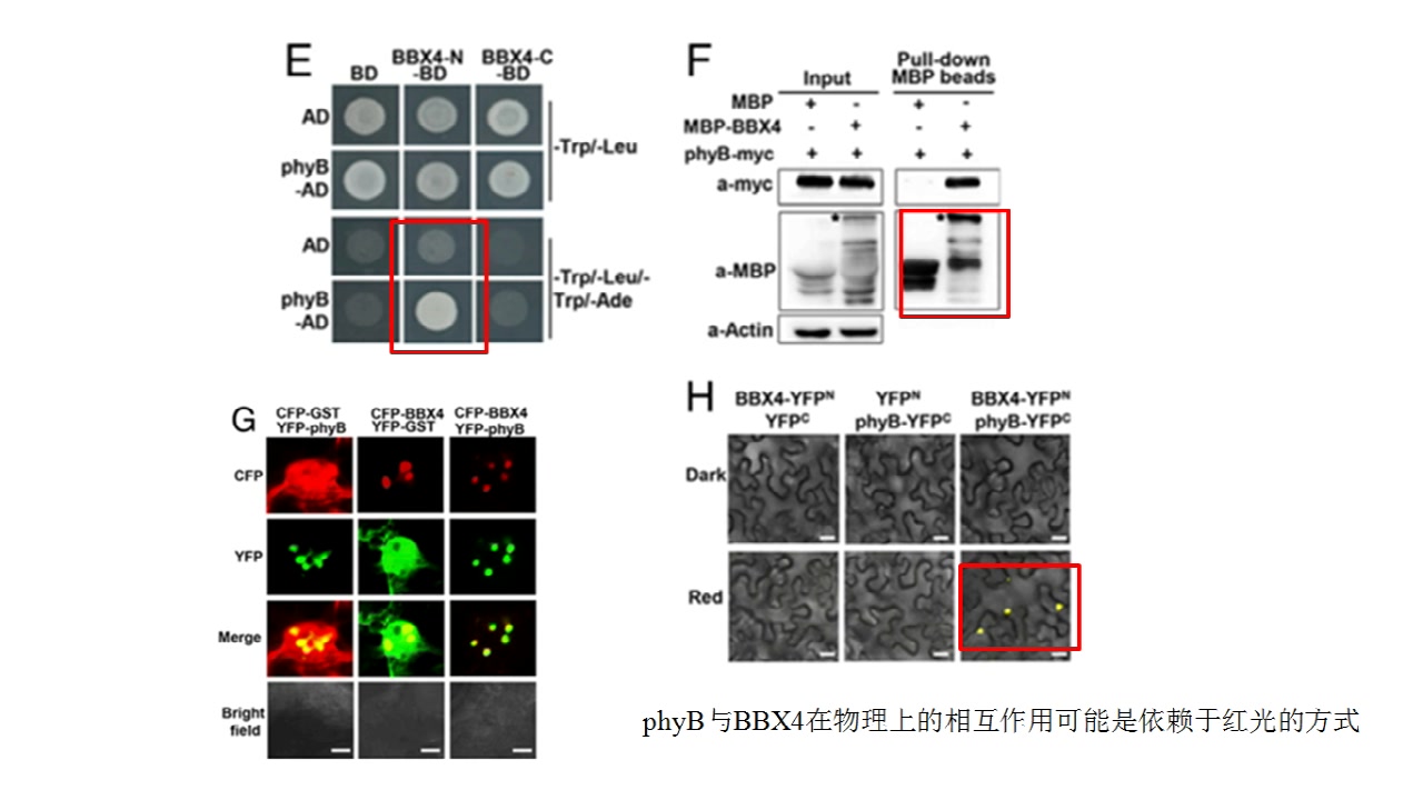 8分钟讲解高分杂志PNAS(IF=9.58)光调控植物形态建成相关文章哔哩哔哩bilibili