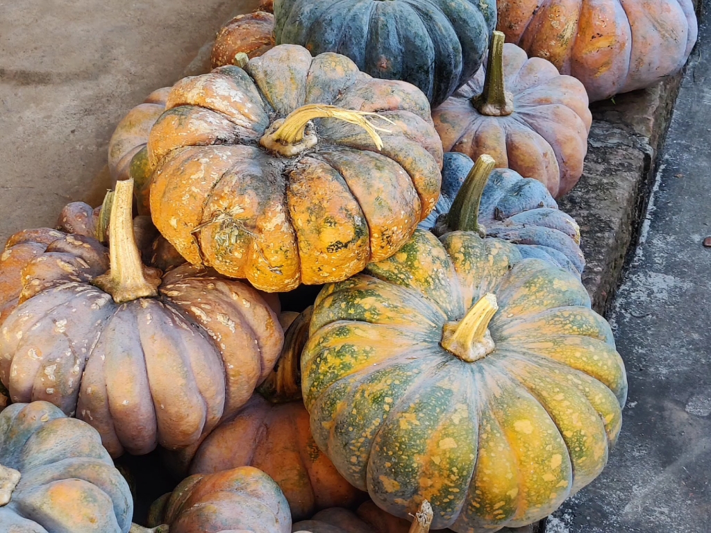 11月的随手拍,大南瓜真真好看,又是个大丰收的十一月!