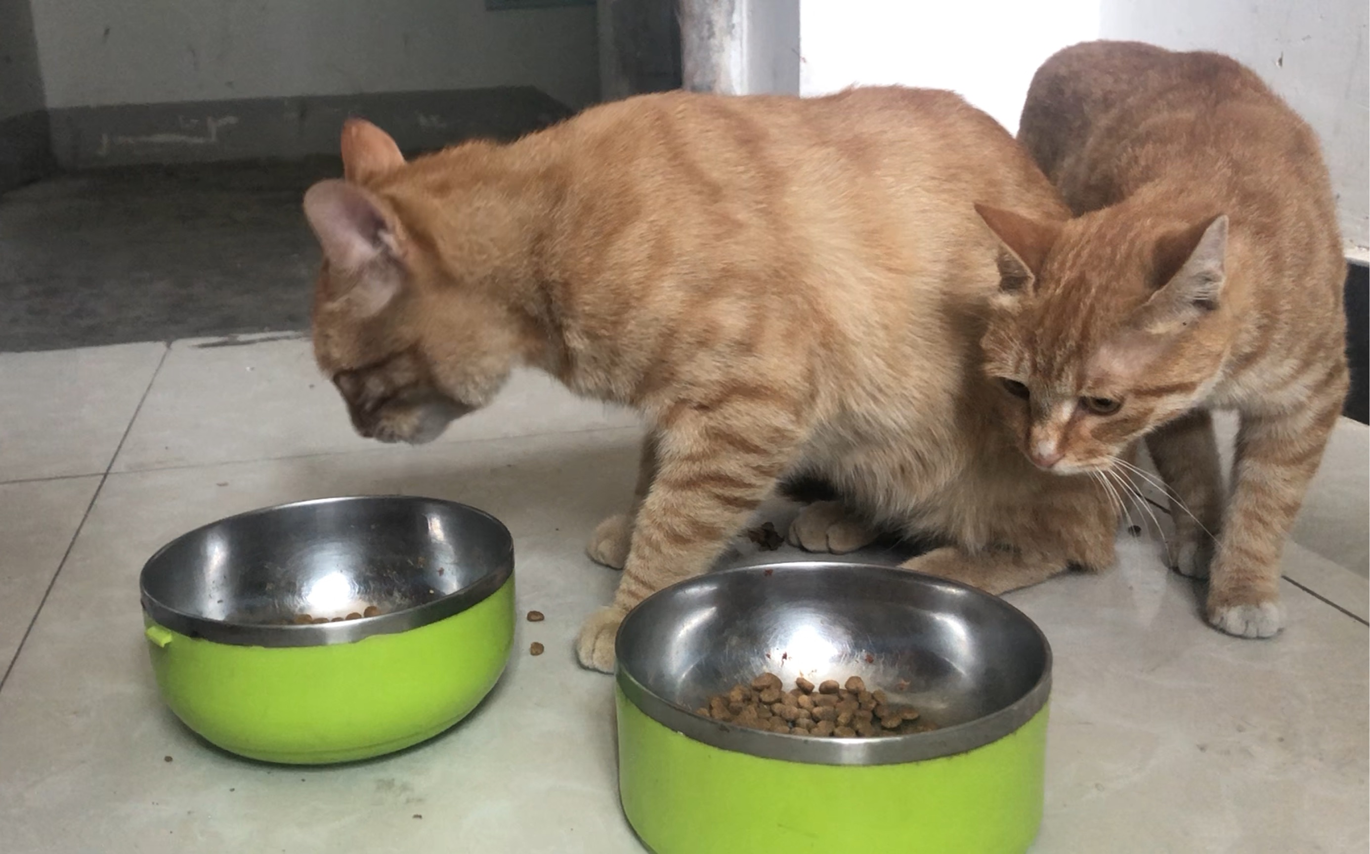 【橘猫】两只每天早晨都会来我家门口要饭的猫咪