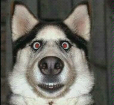 微笑狗胆小勿入