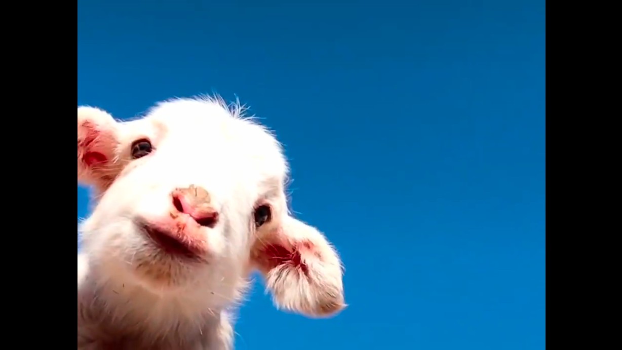 可爱小羊,超级助眠(声音小,看前开大点声音)