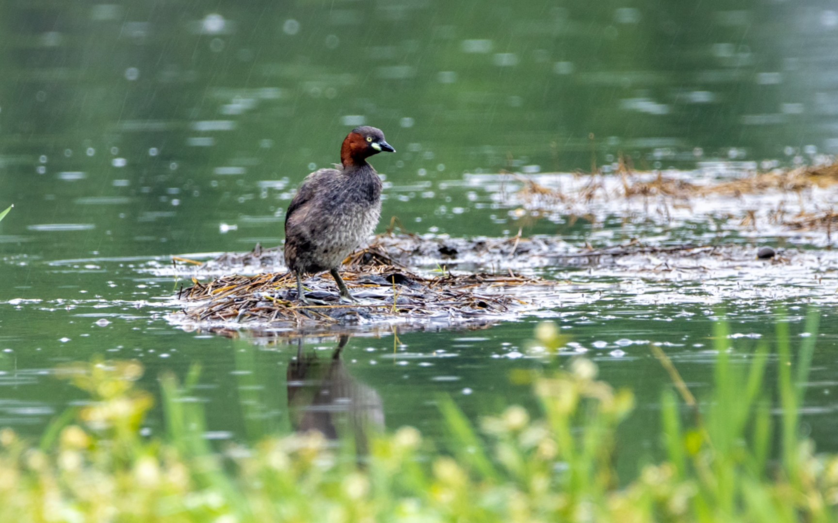 下雨天也要观鸟!(雨中小鸊鷉)
