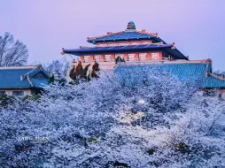 Скачать видео: 明年 来武大赴一场樱花之约#武汉大学 #武大樱花 #樱花