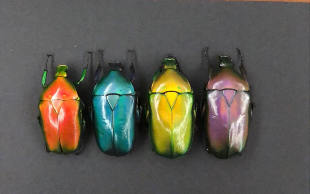 南洋大兜虫,甲虫标本制作简易教程
