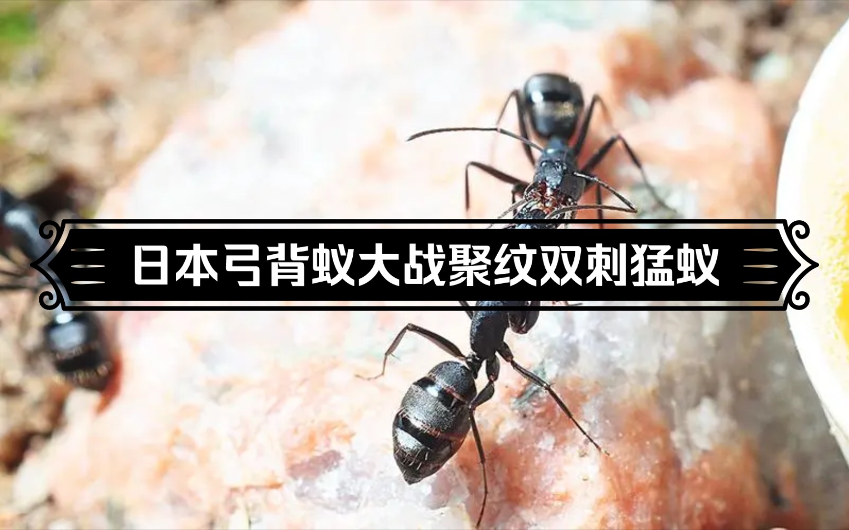 聚纹双刺猛蚁大战日本弓背蚁谁才是王者斗蚁蚂蚁打架